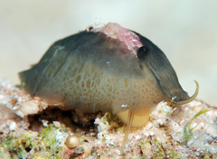 Emarginella