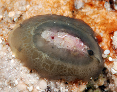 Emarginella