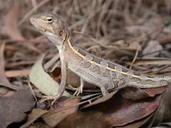 Diporiphora australis