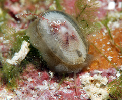 Emarginella