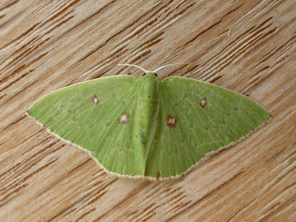 Comostola leucomerata