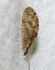 Hemerobius