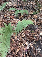 Dryopteris arguta