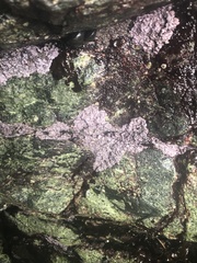 Chamberlainium tumidum