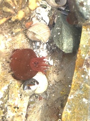 Actinia equina