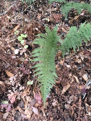 Dryopteris arguta