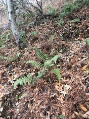 Dryopteris arguta