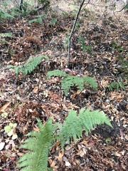 Dryopteris arguta