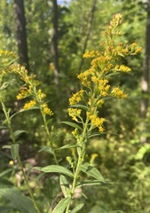 Solidago