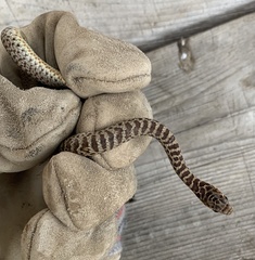 Coluber constrictor mormon