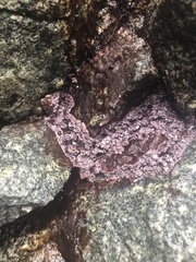 Chamberlainium tumidum