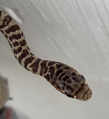 Coluber constrictor mormon