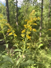 Solidago
