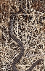 Coluber constrictor mormon