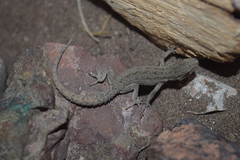 Mediodactylus sagittifer