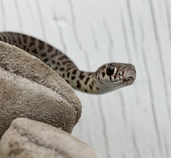 Coluber constrictor mormon