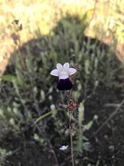 Nemesia barbata