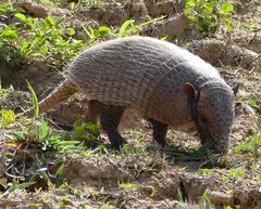 Euphractus sexcinctus