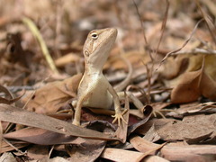 Diporiphora australis