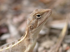 Diporiphora australis