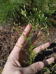 Erigeron canadensis