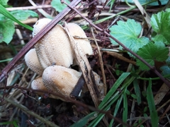 Coprinellus micaceus