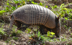 Euphractus sexcinctus