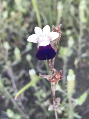 Nemesia barbata