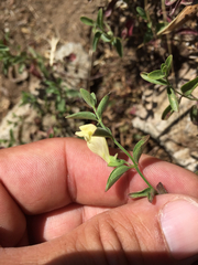 Scutellaria californica