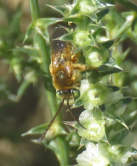 Melissodes tristis