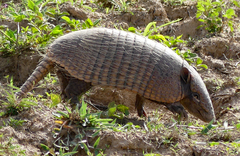 Euphractus sexcinctus