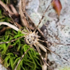 Amilenus aurantiacus