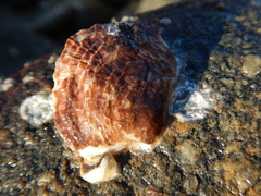 Pteriidae