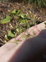 Erigeron canadensis