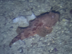 Scorpaena scrofa