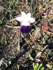 Nemesia barbata