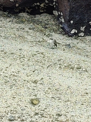 Mimus parvulus