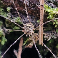 Amilenus aurantiacus