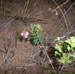 Indigofera heterophylla