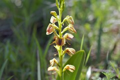 Liparis vexillifera