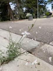 Oenothera lindheimeri