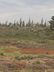 Balearica regulorum