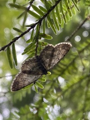 Digrammia ocellinata