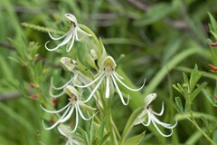 Habenaria macroceratitis