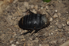 Polyphaga