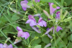 Phaseolus pauciflorus