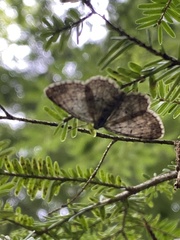 Digrammia ocellinata