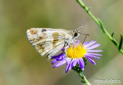 Heliopetes domicella
