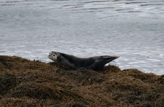 Phoca vitulina vitulina