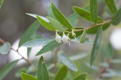 Vaccinium stenophyllum